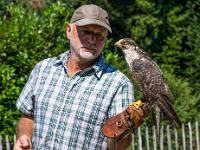 Flugvorführung Sakerfalke